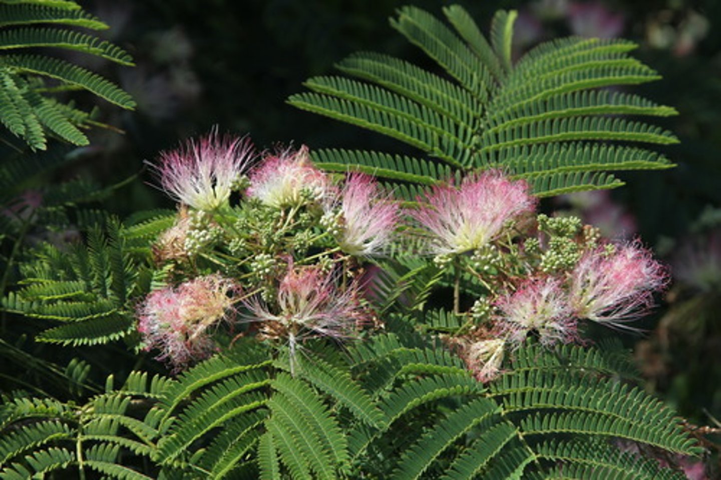 <p>1'. Angiosperms</p><p>----------------</p><p>10. Leaves compound</p><p>----------------</p><p>11'. Leaves pinnately compound</p><p>----------------</p><p>13. Leaves twice-pinnately compound</p><p>----------------</p><p>14'. leaves alternate</p><p>----------------</p><p>15. Leaf feathery or fern-like</p><p>----------------</p><p>16. Leaf large, 10-20 inches long, each leaflet narrow and small, approximately 3/8 inch long</p>