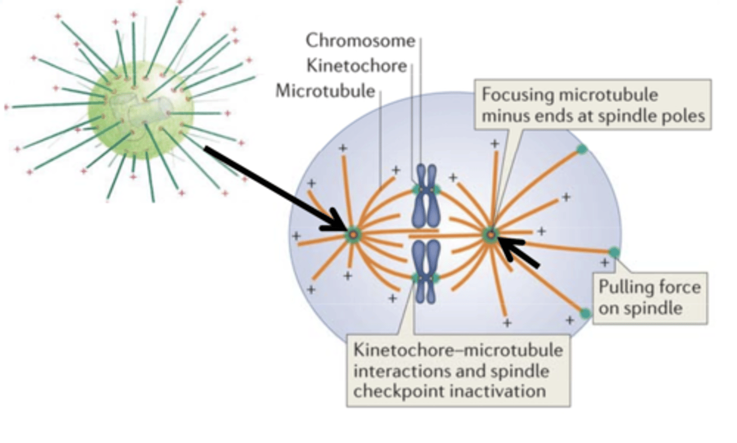 <p>What happens to centrosomes during mitosis?</p>