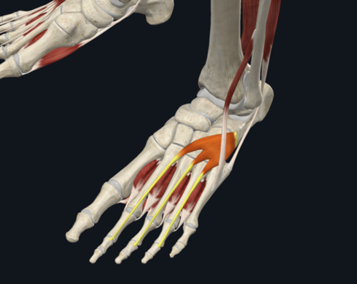 <p>name the yellow highlighted muscle </p>