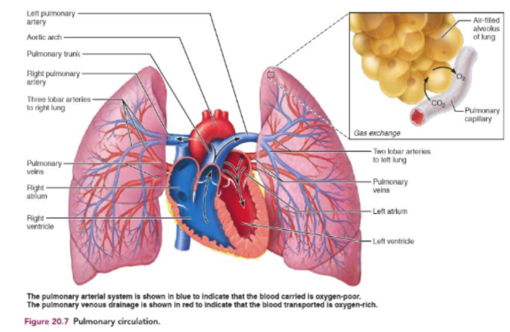 <p>Only in pulmonary circulation are arteries deoxygenated  (blue) and veins oxygenated (red)</p>