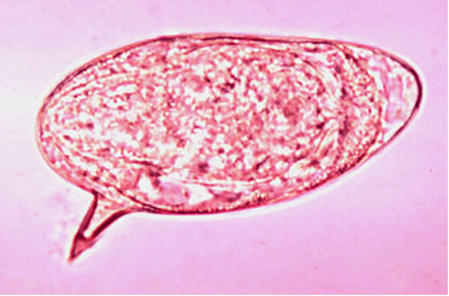 <p>ova has spike or fin, looks like speech bubble</p>