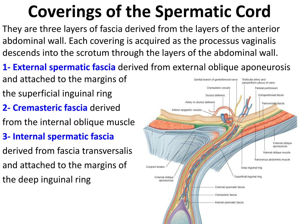 <p>A. contains lymphatic vessels from the epididymis T </p><p>B. is surrounded by the tunica vaginalis F </p><ul><li><p><strong>tunica vaginalis</strong> surrounds the testis, <strong>not the spermatic cord</strong>. The cord is enclosed by fascial layers derived from the abdominal wall.</p></li></ul><p>C contains lymphatics from the scrotum F </p><ul><li><p>Lymphatics from the <strong>scrotum drain to superficial inguinal lymph nodes</strong>, not through the spermatic cord</p></li></ul><p>D. is surrounded by a fascial process derived from transversus abdominis muscle F</p><ul><li><p><strong>transversus abdominis muscle does not contribute</strong> to the spermatic cord coverings. The layers come from the <strong>internal oblique (cremasteric fascia)</strong>, <strong>external oblique (external spermatic fascia)</strong>, and <strong>transversalis fascia (internal spermatic fascia)</strong>.</p><p class=""></p></li></ul><p>E. contains the femoral branch of the genitofemoral nerve F</p><ul><li><p>spermatic cord contains the <strong>genital branch of the genitofemoral nerve</strong>, <strong>not the femoral branch</strong>. The femoral branch supplies the upper thigh</p></li></ul><p></p>