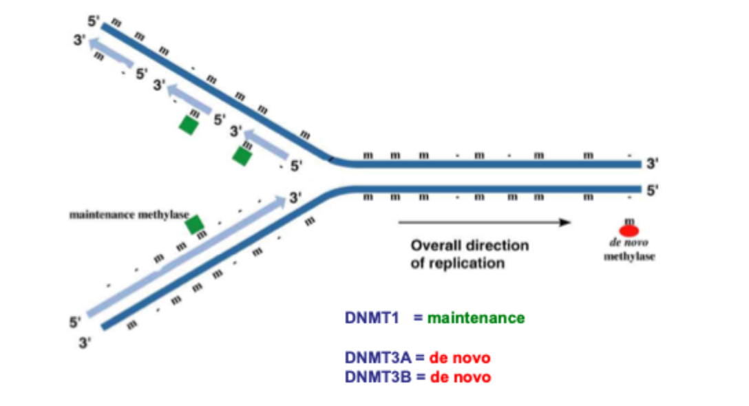 <p>Replication fork</p><p>Semiconservative replication </p><p>5’ to 3’ </p><p>De novo- add methyl to DNA where there previously wase’t any</p>