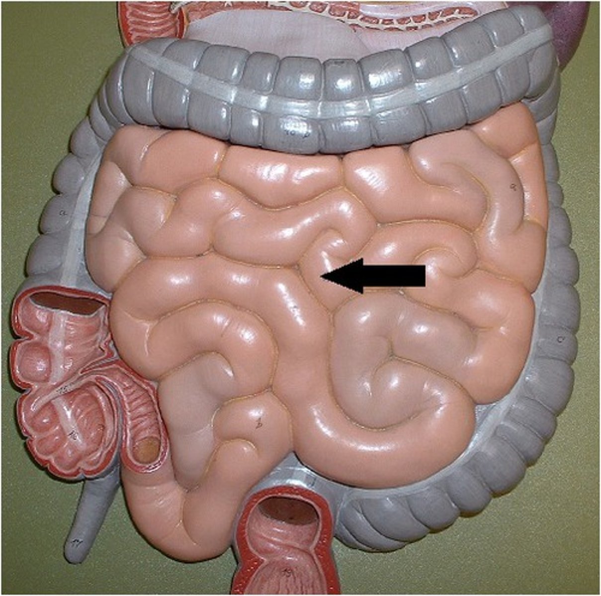 knowt flashcard image