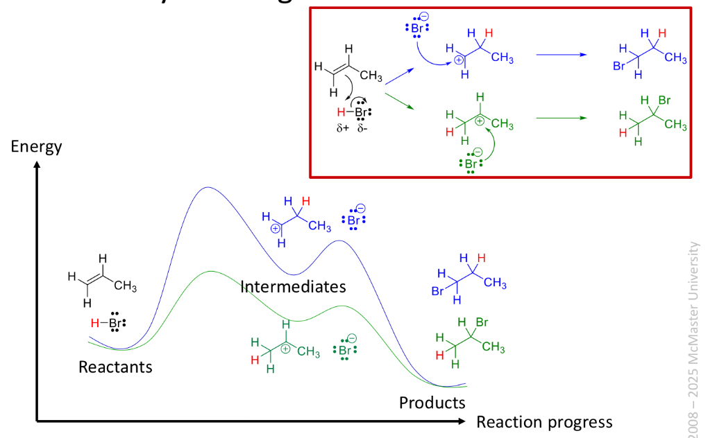 <ul><li><p>When HX adds to the double bond of an alkene</p></li><li><p>The h atom adds to the carbon with the smallest number of alkyl groups</p></li><li><p>The X atom adds to the carbon atom with the largest number of alkyl groups</p></li><li><p>Called markovnikovs rule</p></li></ul>