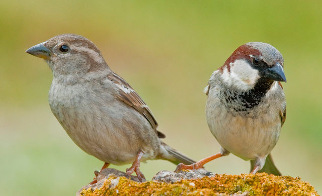 Passeriformes - Passeridae - Passer domesticus