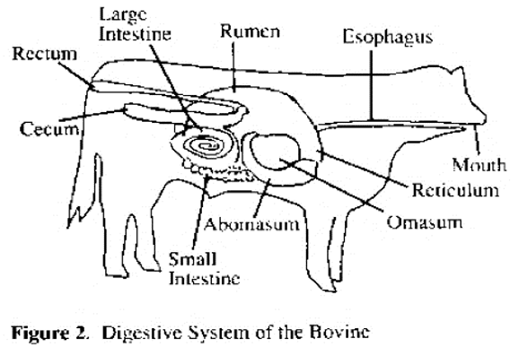 total GIT, stomach and its compartments, small

intestine, and large intestine