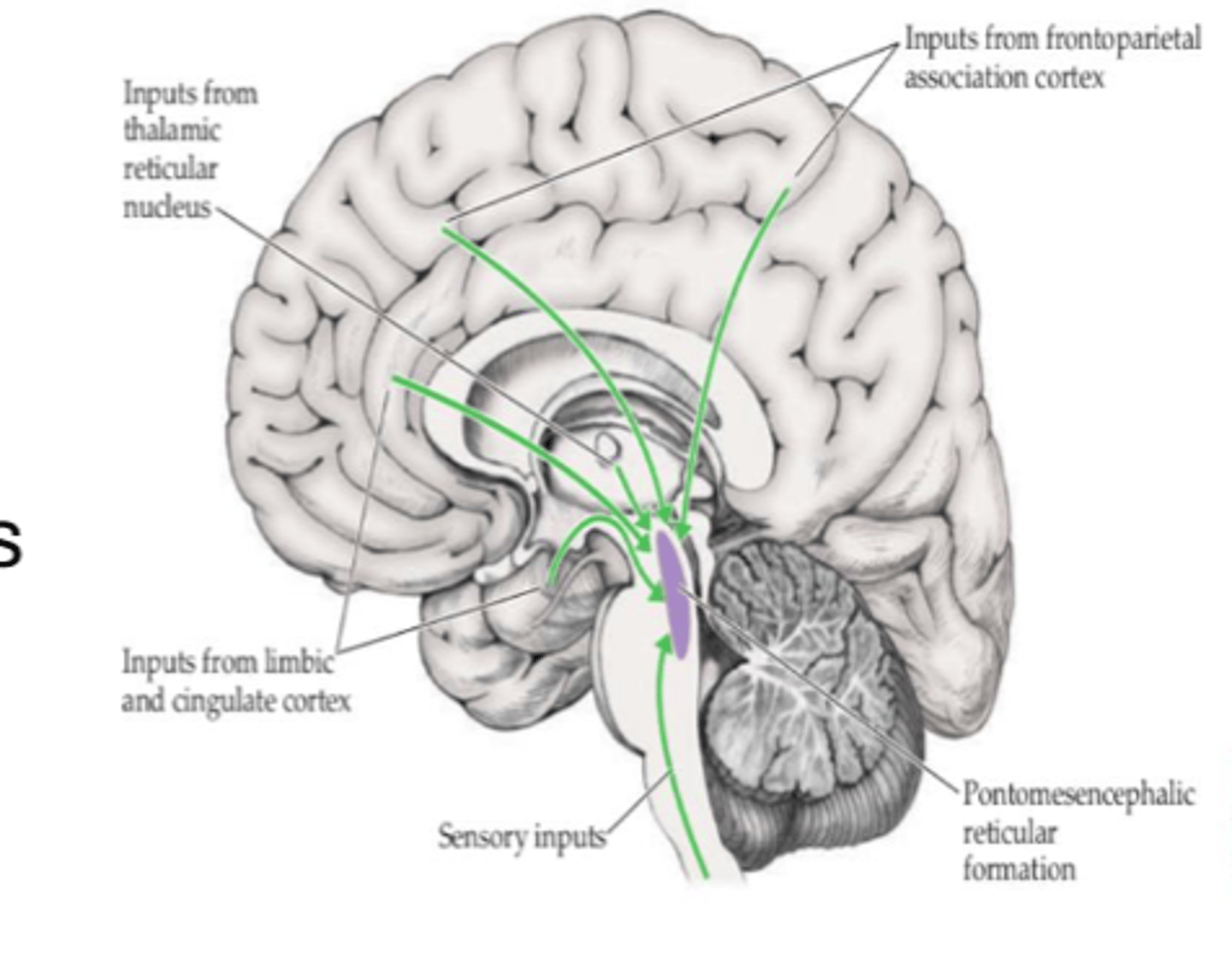 <p>- Intermediate zone of spinal cord (cervical)</p>