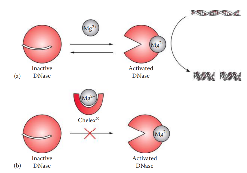 Utilizing Chelex® for preparing DNA samples. (a) Cations such as Mg2+ are required for the activity of endogenous DNase, which degrades DNA. (b) Chelex® prevents DNA degradation from endogenous DNase by sequestering the Mg2+.
