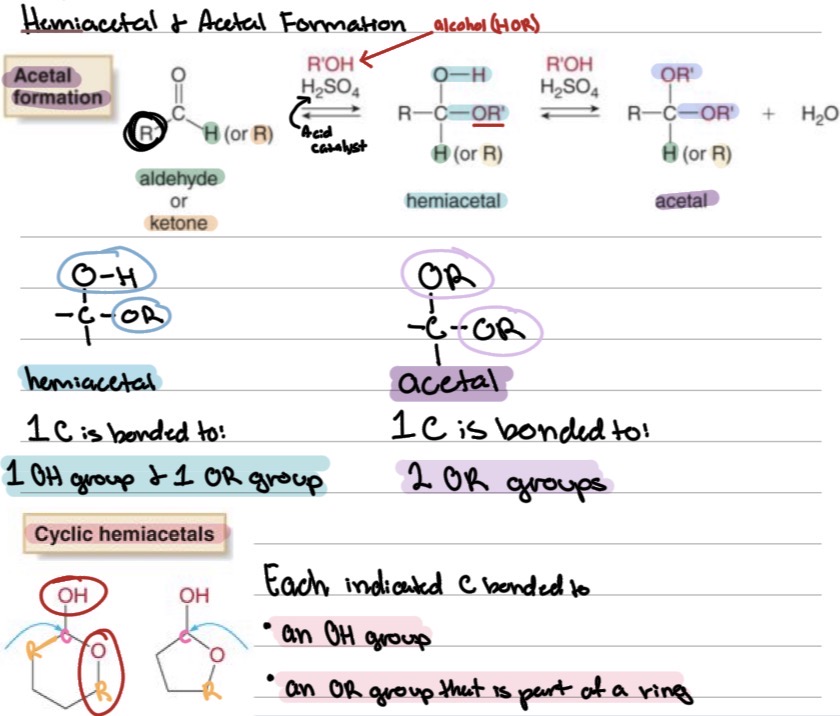 <p><strong>Reactions</strong></p><p>Hemiacetal and Acetal Formation:</p><p>Aldehyde + alcohol → hemiacetal → acetal (with excess alcohol)</p><ul><li><p>hemiacetal: 1C is bonded to ? </p></li><li><p>acetal:&nbsp;1C is bonded to ? </p></li></ul><p></p>