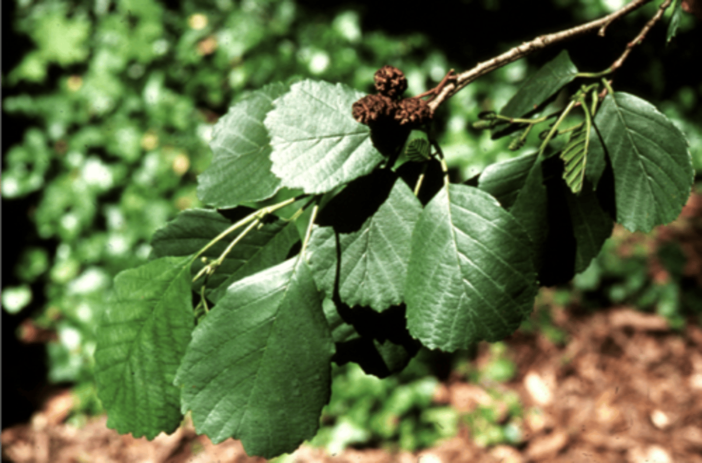 <p>Betulaceae Alnus glutinosa</p>