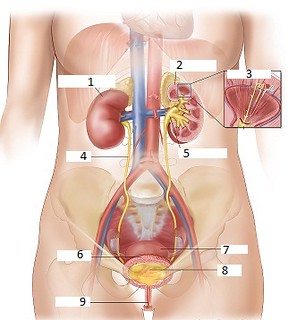 <p>What is number 3 on the diagram?</p>