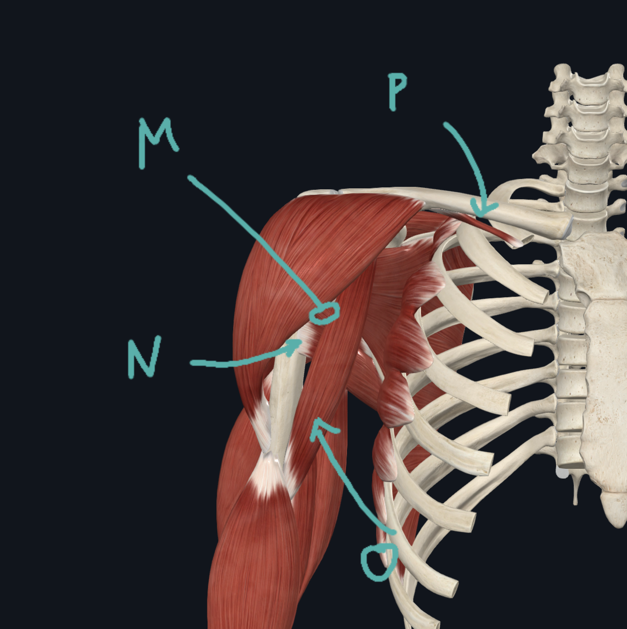<table style="min-width: 75px;"><colgroup><col style="min-width: 25px;"><col style="min-width: 25px;"><col style="min-width: 25px;"></colgroup><tbody><tr><td colspan="1" rowspan="1" style="width: 120.15pt; border: 1pt solid windowtext; padding: 0in 5.4pt; height: 28.3pt;"><p class="MsoNormal" style="text-align: center;">O: Coracoid process of scapula</p></td><td colspan="1" rowspan="1" style="width: 120.15pt; border-width: 1pt 1pt 1pt medium; border-style: solid solid solid none; border-color: windowtext windowtext windowtext currentcolor; border-image: none; padding: 0in 5.4pt; height: 28.3pt;"><p class="MsoNormal" style="text-align: center;">I: Medial side of humerus</p></td><td colspan="1" rowspan="1" style="width: 120.15pt; border-width: 1pt 1pt 1pt medium; border-style: solid solid solid none; border-color: windowtext windowtext windowtext currentcolor; border-image: none; padding: 0in 5.4pt; height: 28.3pt;"><p class="MsoNormal" style="text-align: center;">A: Shoulder flexion , and adduction</p></td></tr></tbody></table><p>O</p>