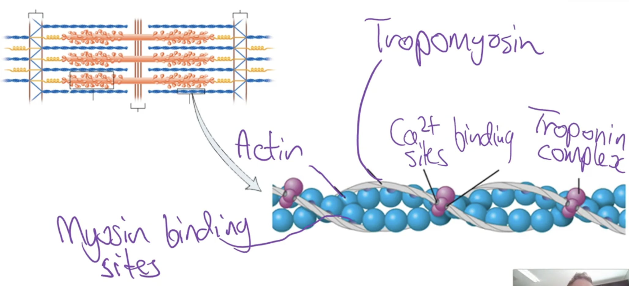 <p><span>thin filament has a contractile protein component which is called </span><strong>actin</strong><span>. However the thin filament also contains other parts we need to know of including the </span><strong>troponin complex</strong><span> and </span><strong>tropomyosin</strong></p>