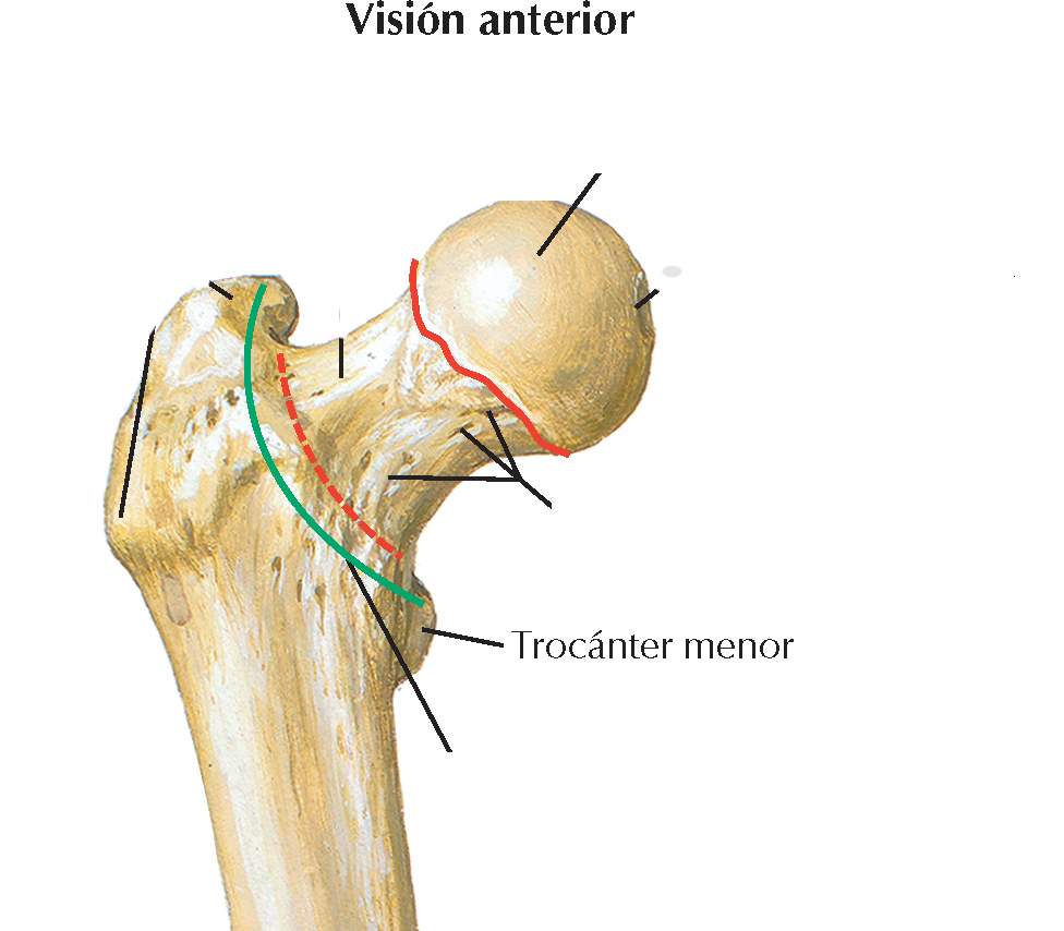 <p>1)Es cónico, con un vértice redondeado, se extiende medialmente desde la parte posteromedial de la unión del cuello y el cuerpo del fémur</p><ol start="2"><li><p>En el se inserta el tendón iliopsoas</p></li></ol>