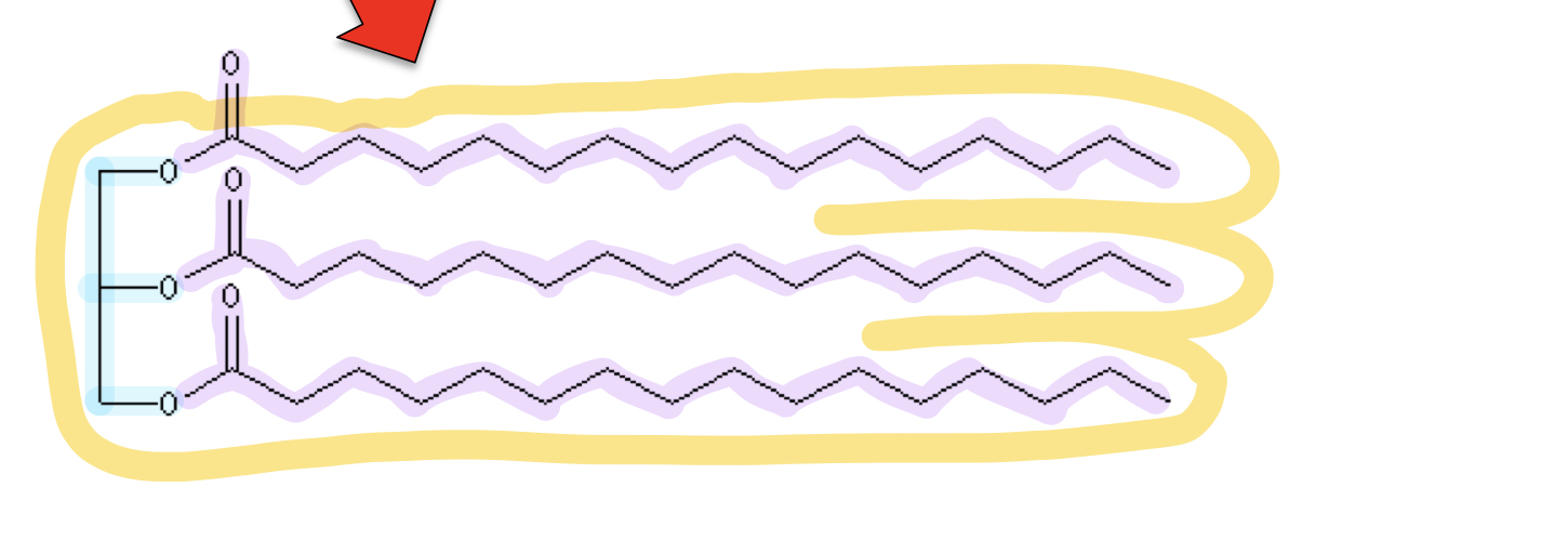 Glycerin + 3 Fettsäuren = Fettmolekül