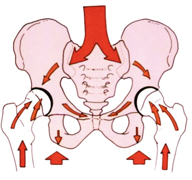 <p>Sacrum connects to hip bones, distributing force through pelvic arches to the femur. Ligaments, bones, and muscles help absorb impact.</p>