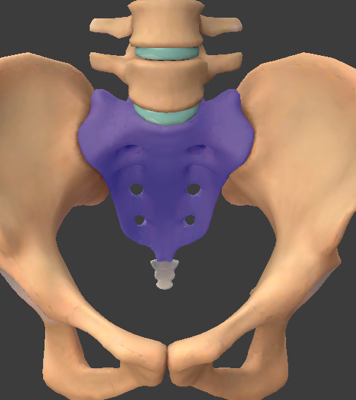 <p>What is the highlighted structure?</p>