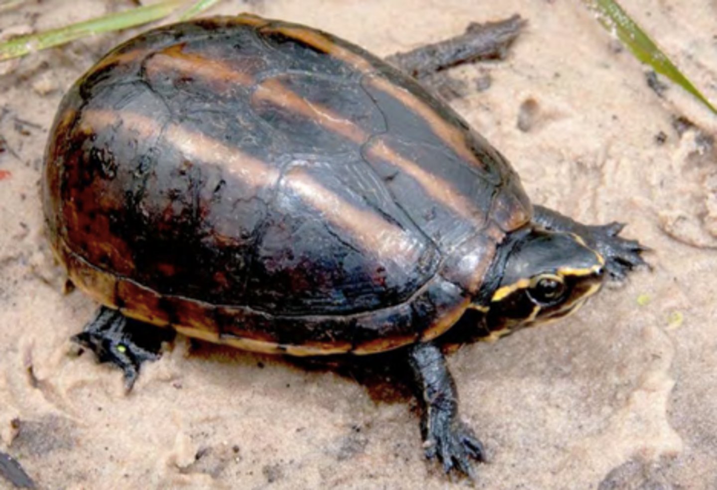 <p>11cm in length</p><p><strong>Three bright stripes going down length of carapace (can be faded with age)</strong></p><p><strong>Light facial stripes extending from nose to behind the eyes</strong></p><p><strong>Carapace lacks keel, and may have slight depression</strong></p><p><strong>Stripes can be absent in NC</strong></p><p>Two hinges on plastron</p><p>Coastal plain species</p>