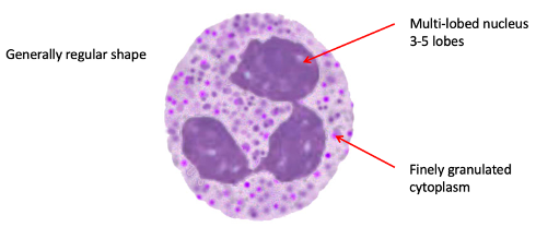 <ul><li><p><span>Multilobed nuclei (3-5 lobes)</span></p></li><li><p class="MsoNormal"><span>Finely granulated cytoplasm – ‘killing’ enzymes stored within</span></p></li><li><p class="MsoNormal"><span>Round regular shape</span></p></li><li><p class="MsoNormal"><span>Highly motile cell, which can enter tissues at sites of inflammation</span></p></li><li><p class="MsoNormal"><span>Survives 12-24 hours in blood</span></p><ul><li><p class="MsoNormal"><span>Limited lifespan – don’t want half-dead neutrophils; may die by necrosis and release granules - further damage</span></p></li></ul></li><li><p class="MsoNormal"><span>Further 24-48 hours in tissues</span></p></li><li><p class="MsoNormal"><span>Most neutrophils simply live out their lives and then die without needing to perform infection.</span></p></li><li><p class="MsoNormal"><span>The key therefore is to do nothing unless stimulated this avoids damaging the body.</span></p></li></ul><p></p>