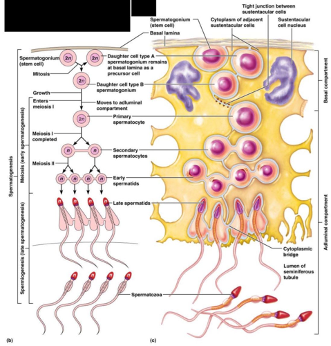 <p>Spermatogonia</p><p>-sperm stem cells</p><p>-undergo mitosis and become into</p><p>Spermatocytes</p><p>-undergo meiosis and become into</p><p>Spermatids</p><p>-undergo physical maturation and become into</p><p>Spermatozoa (AKA sperm):</p><p>-lose contact with wall of the seminiferous tubule</p><p>-enter the lumen (about 9 weeks after it was generated by a spermatogonium)</p>