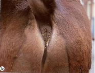 <p>Oxyuris Equi</p><p>Horse</p><p>LI</p><p>yellow grey curst on anus</p>