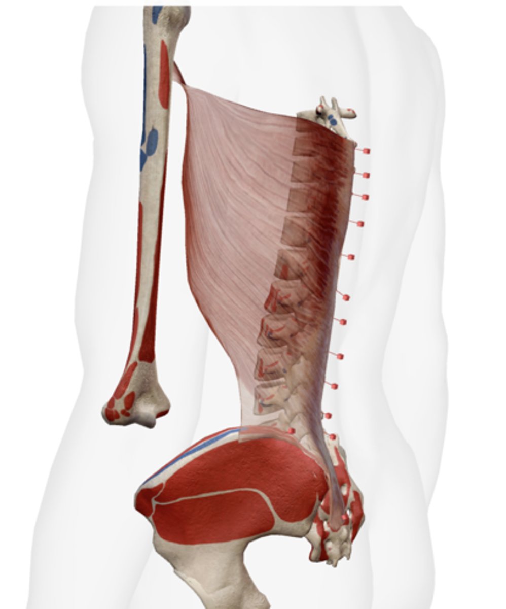 <p>Spinous processes of T7-sacrum, iliac crest, ribs 10-12.</p>