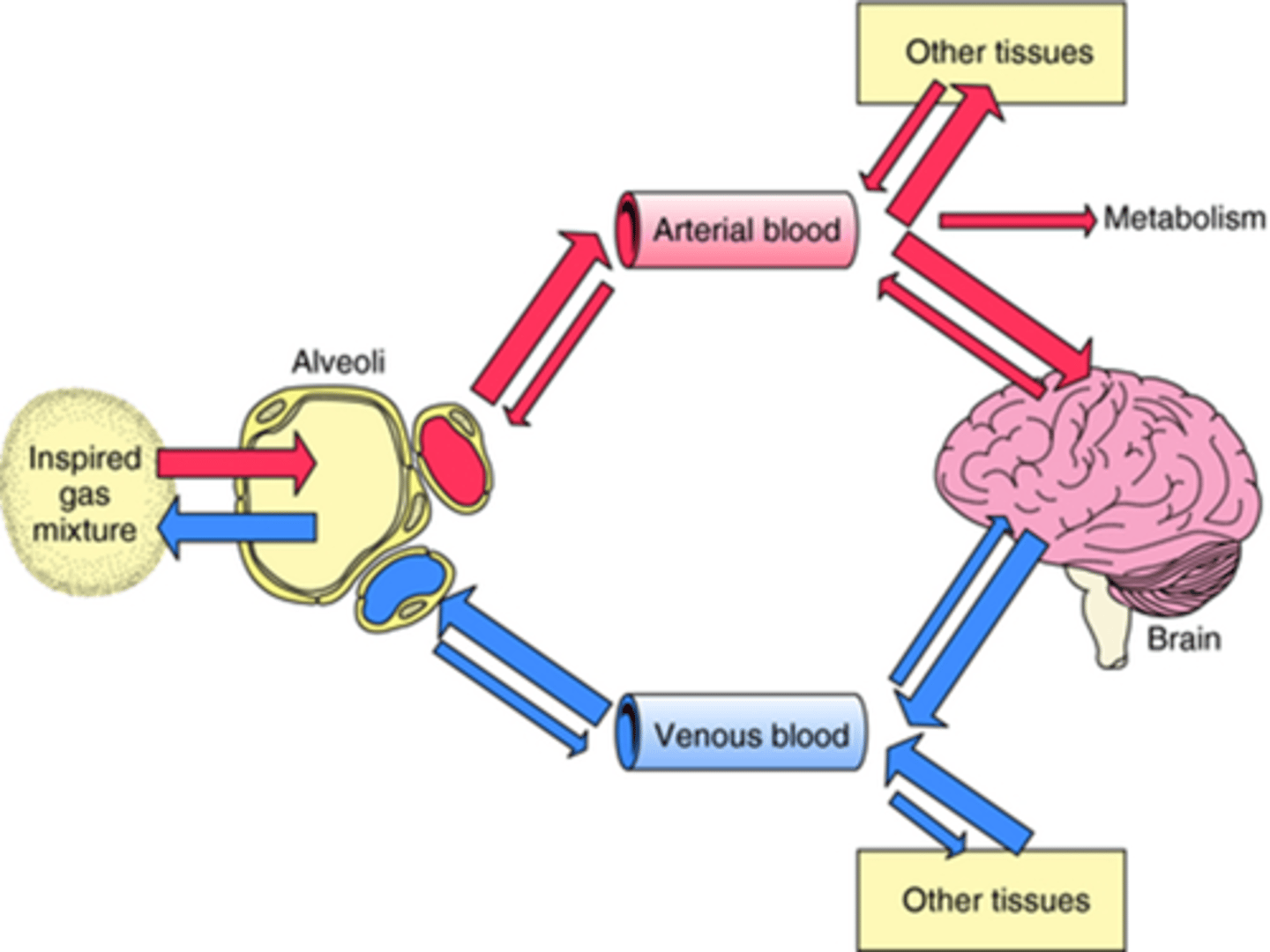 <p>It enables us to try to maintain a constant plane of anaesthesia (get to desired level then maintained by simultaneous gain and loss of agent with inhalation and expiration).</p>