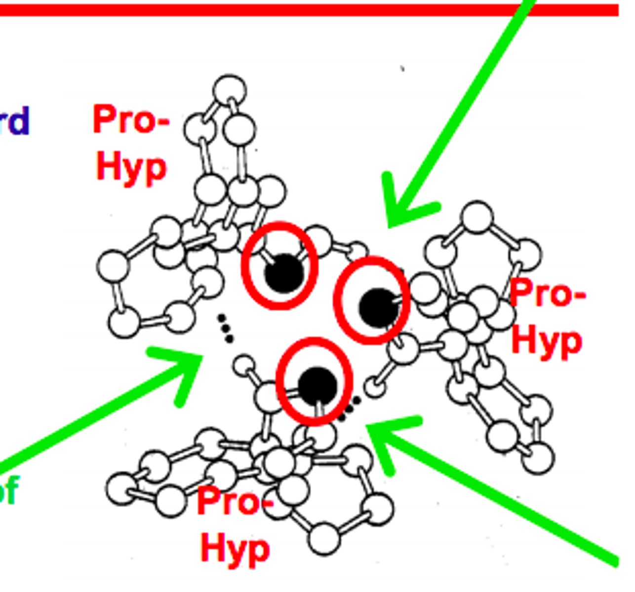 <p>Since all other side chains are too big, Glycine side-chains (only a H atom) points inside triple-helix</p>