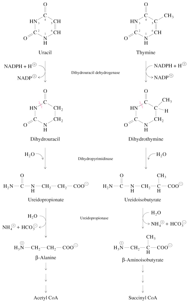 <ul><li><p>pyrimidine nucleotides are hydrolyzed to nucleosides &amp; Pi</p></li><li><p>T, U, and (deoxy)ribose 1-phosphate are produced</p></li><li><p>catabolism of T &amp; U bases ends with intermediates of central metabolism</p></li></ul><p></p>