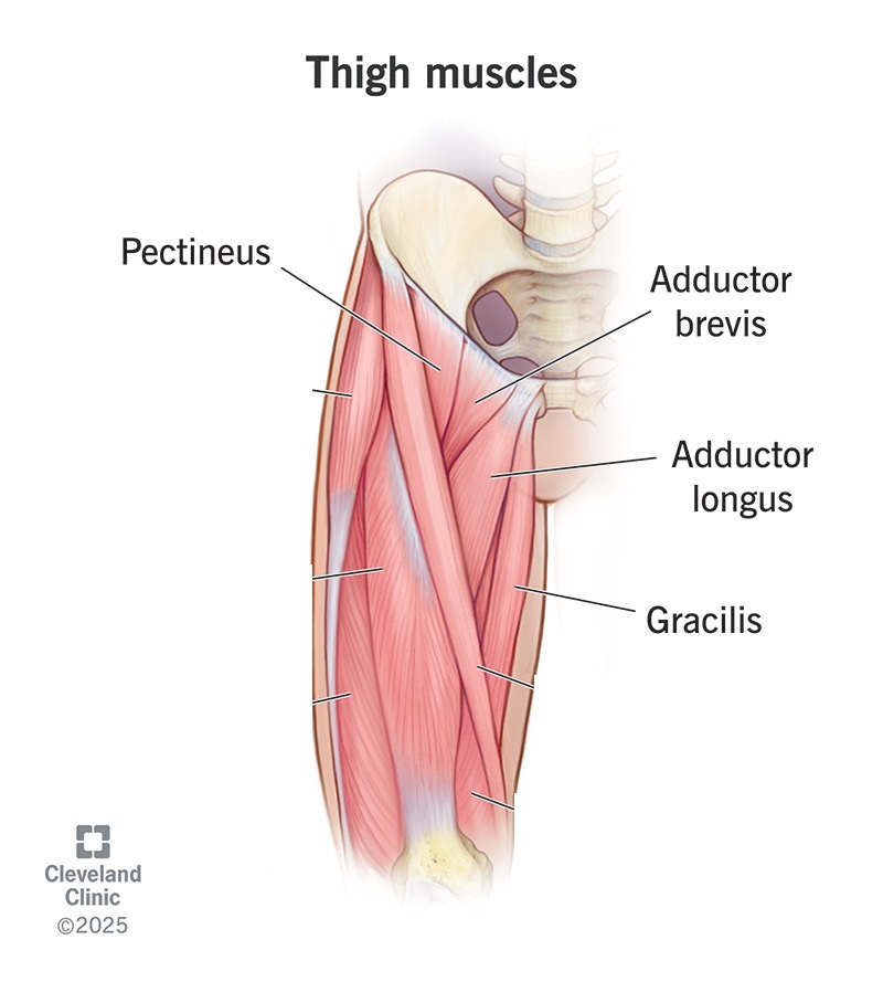 <ul><li><p>medial thigh</p><ul><li><p>pectineus </p></li><li><p>adductor longus</p></li><li><p>adductor brevis</p></li><li><p>adductor magnus </p></li><li><p>gracilis</p></li></ul></li></ul><p></p>