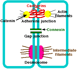 <p>________ anchor lateral sides of cell together, through cell adhesion molecules/intracell cement -attach cytoskeleton on one size; STRONG -Zona adherens and actin -Intermediate and macula (stronger)</p>