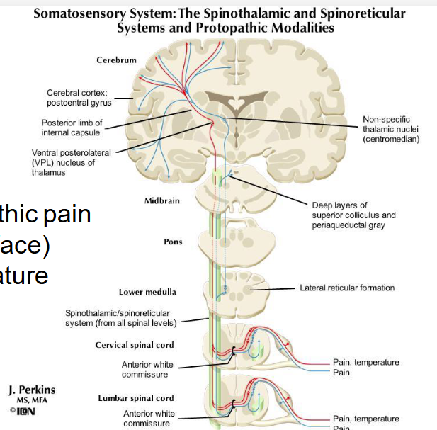 <p>Made up of:</p><ol><li><p>Primary neurons that have an AP at the axons in response to pain, touch, and temp. These then transmit the signal to the cell bodies which are found in the dorsal horn/substantia gelatinosa. The neurons <strong>synapse #1 </strong>to secondary neurons.</p></li><li><p>Secondary neurons send signal across the midline/anterior white commisure (decussation), meaning they cross over to the opposite side. They then ascend up the spinothalamic tract to the thalamus (<strong>ventral posterior lateral</strong>) and <strong>synapse #2</strong> tertiary neurons</p></li><li><p>These tertiary neurons project to the postcentral gyrus, aka the primary somatosensory cortex in the parietal lobe and <strong>synapse #3</strong></p></li></ol><p></p>