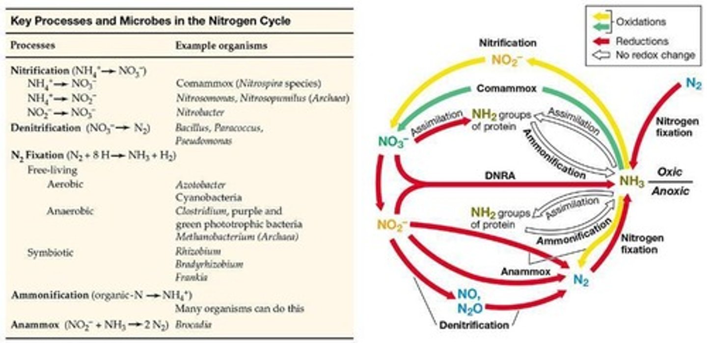 <p>The process where nitrate and/or nitrite are reduced to nitric oxide, nitrous oxide, and nitrogen gas.</p>