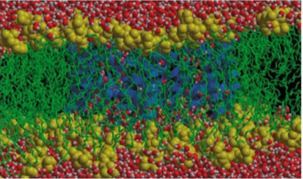 <p>Aquaporins</p>