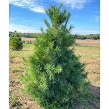 <p>Eastern White Pine</p>