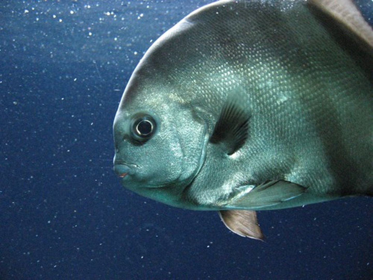<p>en fisk</p>