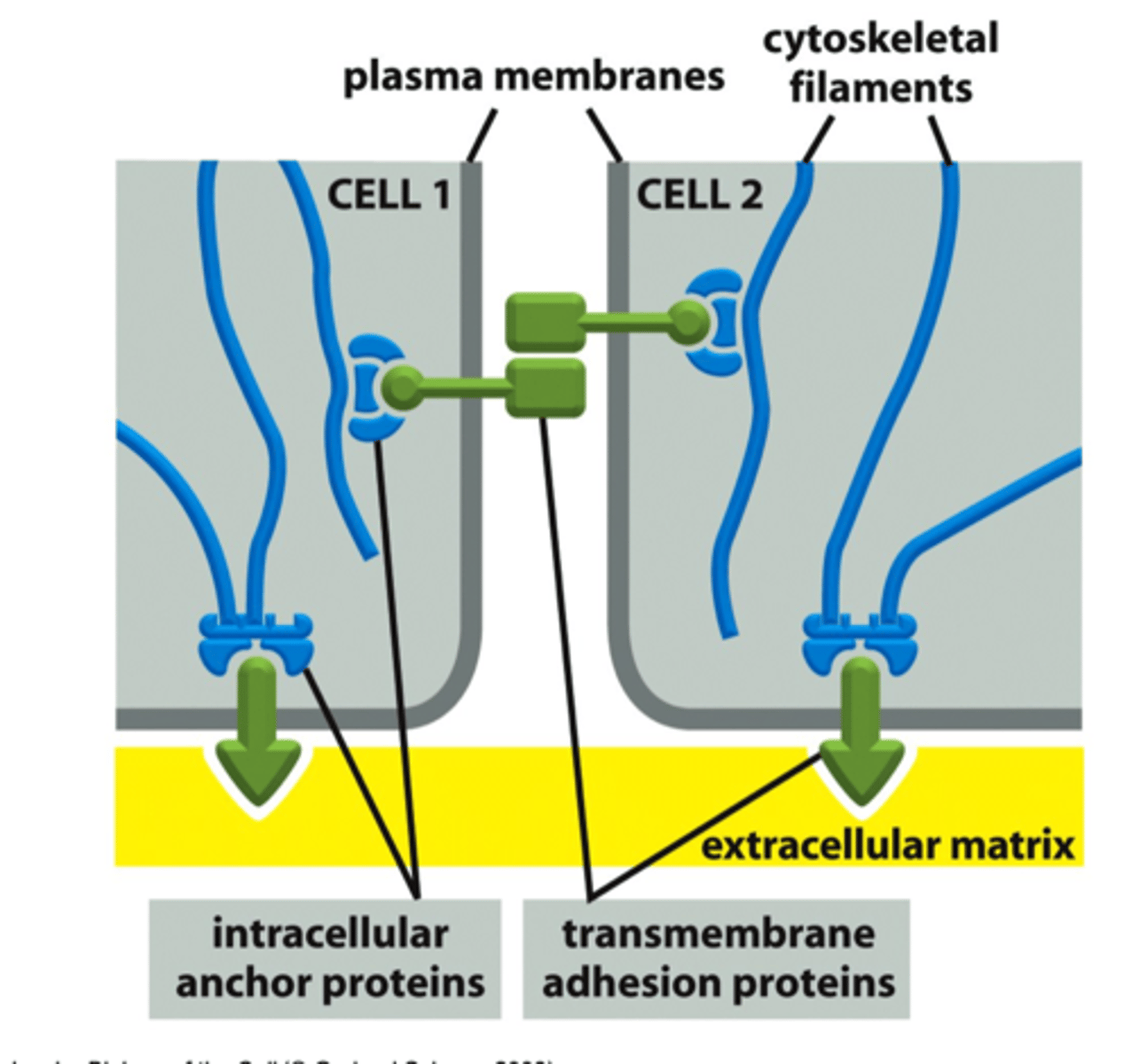<p>Proteins that span the cellular membrane and link the cytoskeleton to extracellular structures</p>