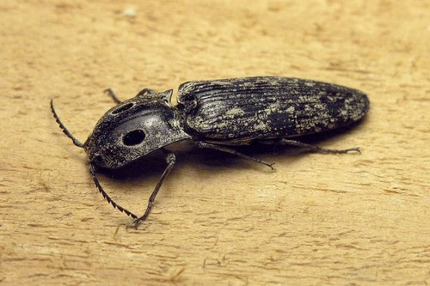 <p>Click beetles</p>
