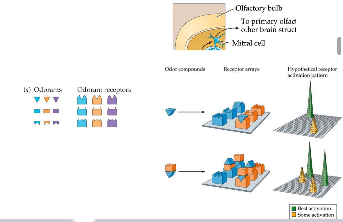 <ul><li><p>Match between shapes of odorants and odour receptors (key &amp; lock); dominant biochemical theory</p></li><li><p>Odarant receptors are the lock and odorants are the key to cause G protein coupled process</p></li><li><p>Scents are detected by means of combinatorial codes</p><ul><li><p>A&nbsp;<strong>single odorant</strong>&nbsp;can activate&nbsp;<strong>multiple receptors</strong>.</p></li><li><p>A&nbsp;<strong>specific pattern</strong>&nbsp;of receptor activation leads to the perception of a particular smell</p></li></ul></li><li><p>Each combination causes an action potentials, some might be more stronger (or a better fit) than others</p></li></ul><p></p>