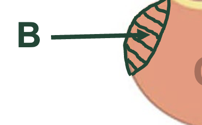<p>Magsäckens övre säckiga del</p>