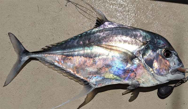 <p>Steep and blunt forehead</p><p>long trail off the begining of the dorsal fin</p><p>Above lateral line dark gray and below silvery</p><p>front half of lateral line is strongly arched</p>