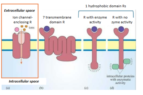 <ul><li><p>Ion channel-enclosing receptors</p></li><li><p>7-transmembrane domain (7-TM) receptors</p></li><li><p>1 hydrophobic domain receptors with enzyme activity</p></li><li><p>1 hydrophobic domain receptors without enzyme activity</p></li></ul><p></p>
