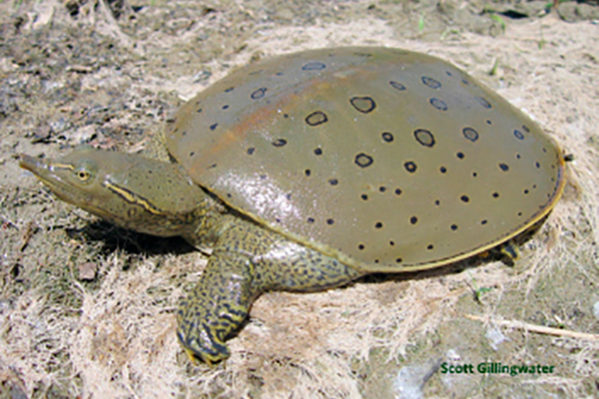 <p>Eastern spiny softshell turtle</p>