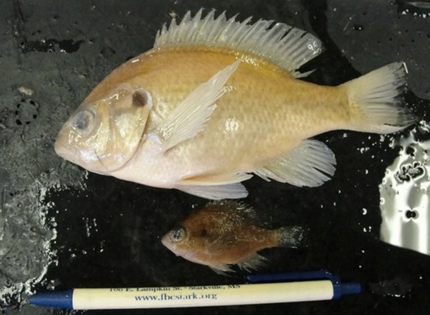 <p>spiny dorsal fin and thick underbody</p>