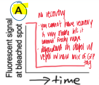 <p>no recovery </p><ul><li><p>you cannot have recovery if very stable because it cannot freely move </p></li><li><p>dependent on depol with repol with new mix of gfp tag </p></li></ul><p></p>