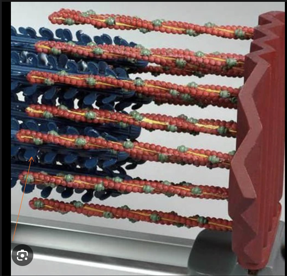 <p>Identify this part of the sarcomere and sliding filament theory </p>