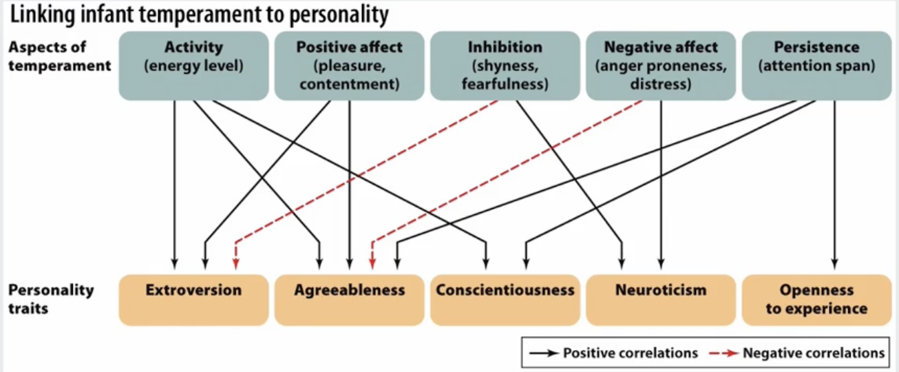 <ul><li><p><strong>Linking Infant Temperament to Personality</strong>:</p><ul><li><p><strong>Example: </strong>Activity (energy level) → Positively correlates with <em>extroversion</em>, <em>conscientiousness</em> and <em>agreeableness</em></p></li></ul></li><li><p><strong>Influence of 'Goodness of Fit'</strong>:</p><ul><li><p>The outcome depends on how well the child’s temperament aligns with their environment.</p></li></ul></li></ul><p></p>