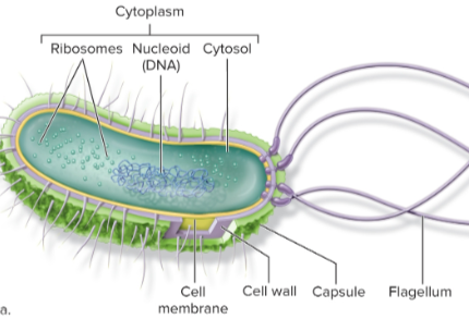<p>Label ts:</p><p>Flagellum</p><p>Capsule</p><p>Cell Wall</p><p>Cell Membrane</p><p>Cytoplasm (the three shits below)</p><p>Ribosomes</p><p>Nucleoid with DNA</p><p>Cytosol</p>