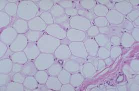 location - abdomen

function - insulation
